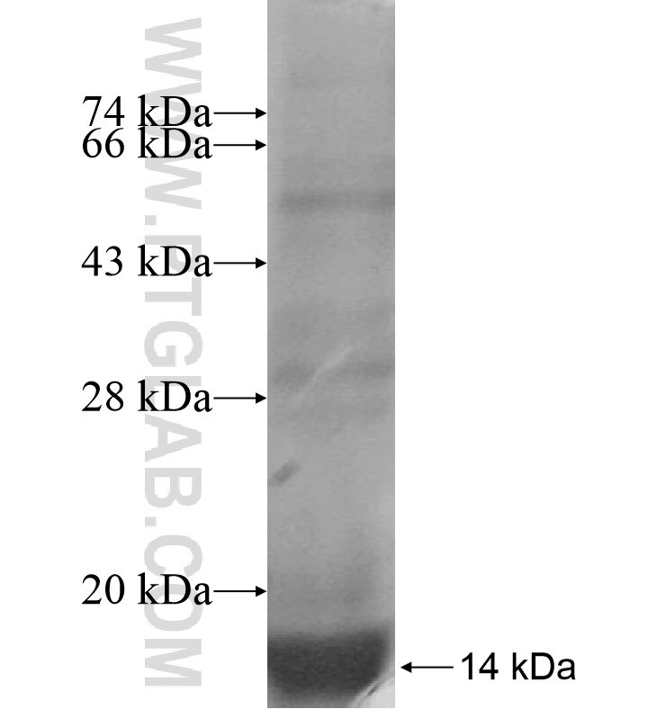 PTPLB fusion protein Ag16933 SDS-PAGE