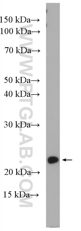 Western Blot (WB) analysis of rat pancreas tissue using PTPMT1 Polyclonal antibody (11493-1-AP)