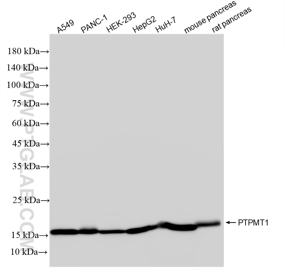 WB analysis using 87082-1-RR Western Blot (WB) analysis of various lysates using PTPMT1 Recombinant monoclonal antibody (87082-1-RR)