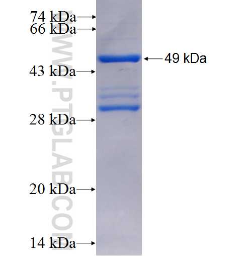PTPMT1 fusion protein Ag2063 SDS-PAGE
