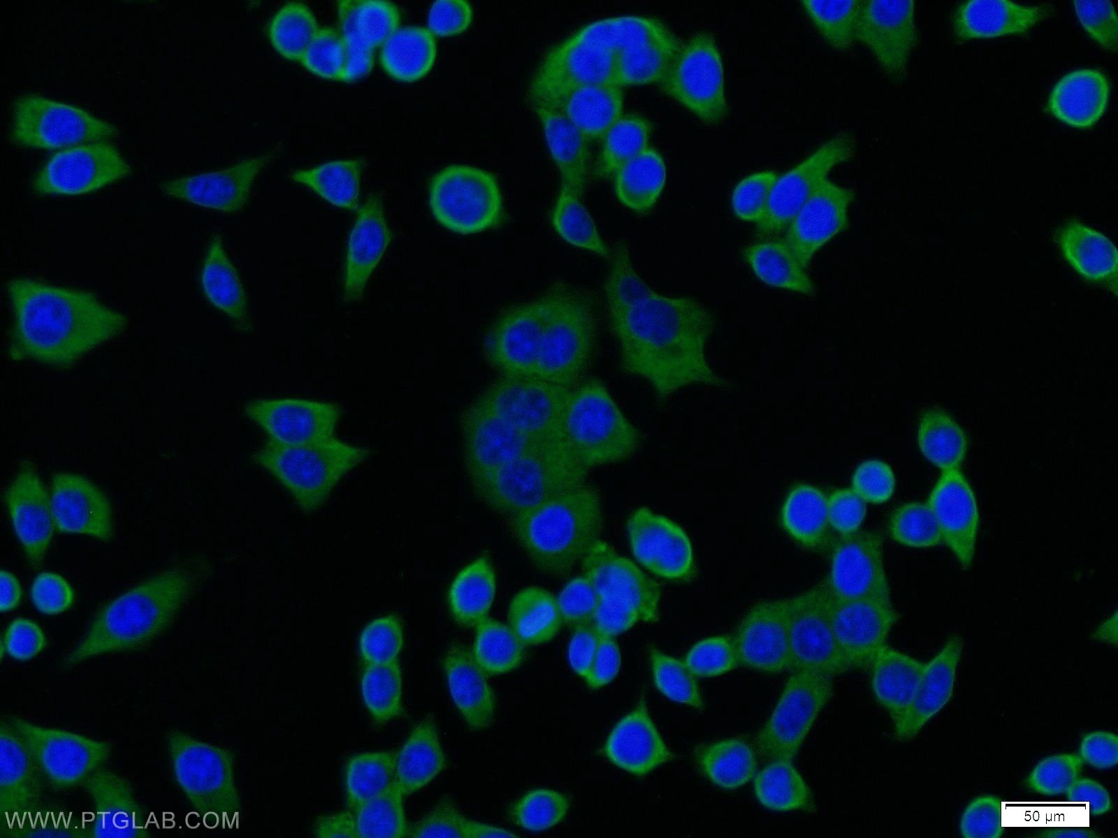 Immunofluorescence (IF) / fluorescent staining of BxPC-3 cells using PTP1B Polyclonal antibody (11334-1-AP)