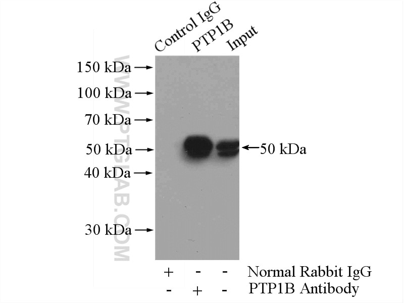 Immunoprecipitation (IP) experiment of A431 cells using PTP1B Polyclonal antibody (11334-1-AP)