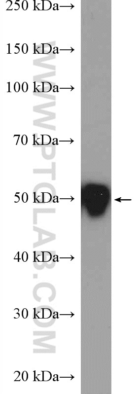 Western Blot (WB) analysis of Jurkat cells using PTP1B Polyclonal antibody (11334-1-AP)