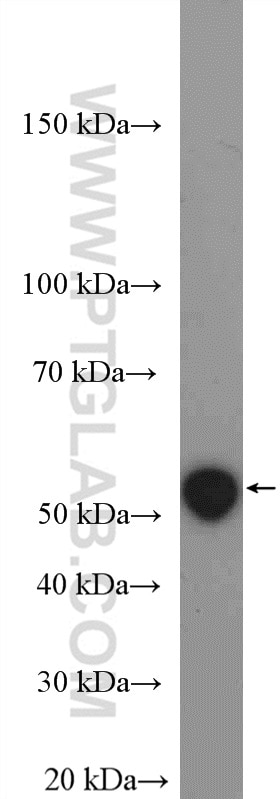 Western Blot (WB) analysis of THP-1 cells using PTP1B Polyclonal antibody (11334-1-AP)