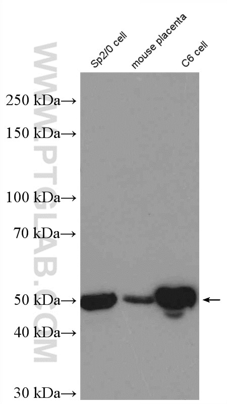 Western Blot (WB) analysis of Sp2/0 cells using PTP1B Polyclonal antibody (11334-1-AP)