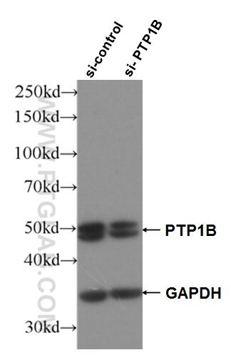 Western Blot (WB) analysis of Jurkat cells using PTP1B Polyclonal antibody (11334-1-AP)