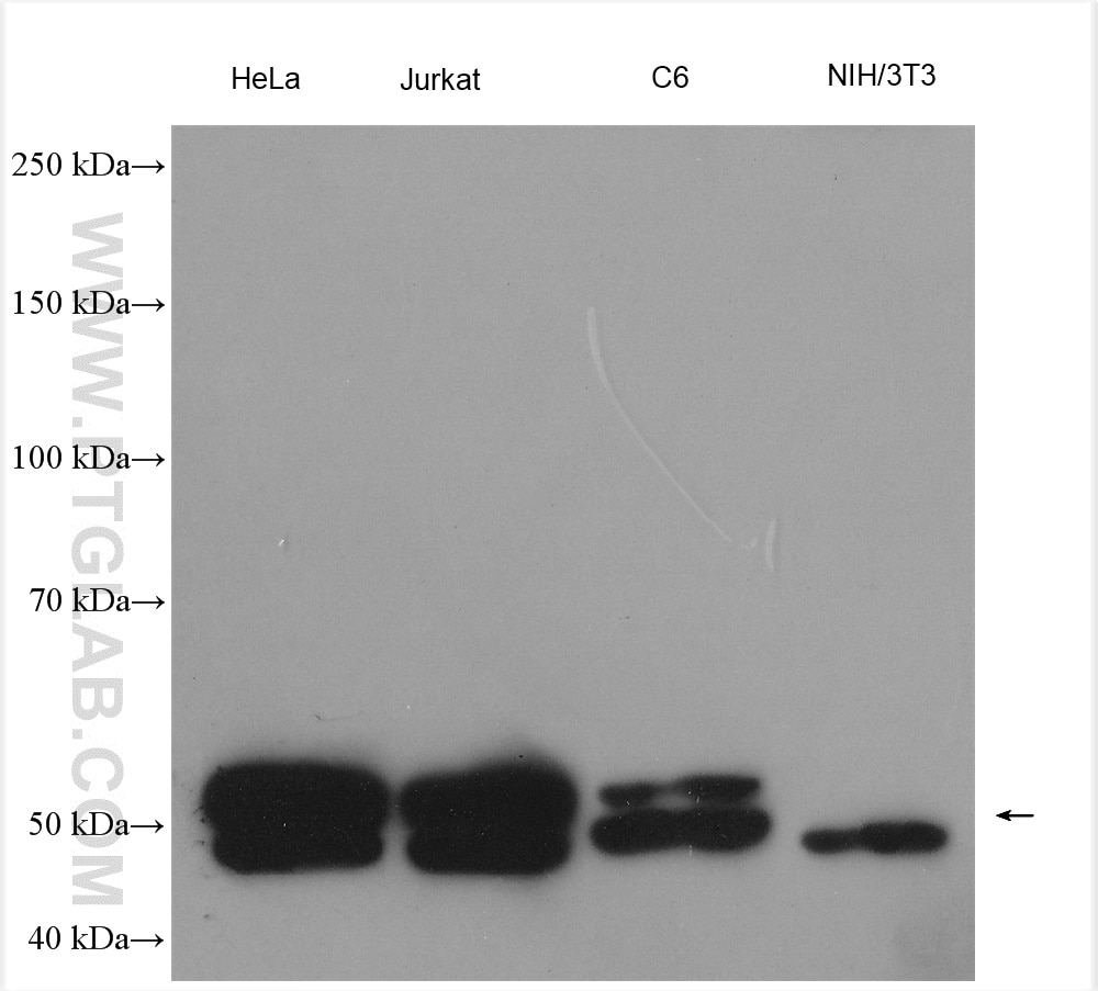 Western Blot (WB) analysis of various lysates using PTP1B Polyclonal antibody (11334-1-AP)