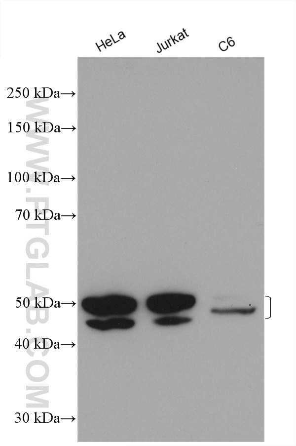 Western Blot (WB) analysis of various lysates using PTP1B Polyclonal antibody (11334-1-AP)