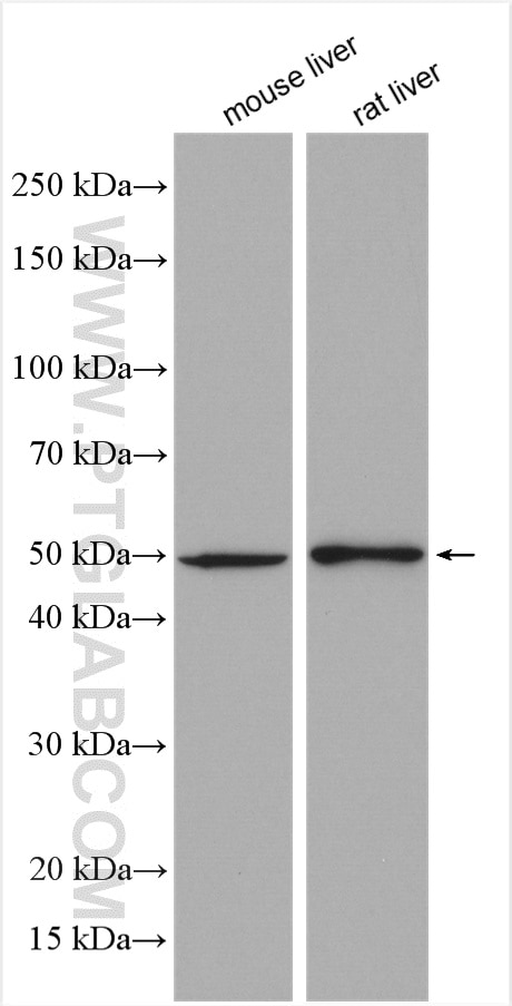 Western Blot (WB) analysis of various lysates using PTP1B Polyclonal antibody (11334-1-AP)