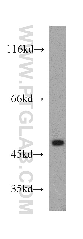 Western Blot (WB) analysis of HL-60 cells using PTP1B Polyclonal antibody (11334-1-AP)