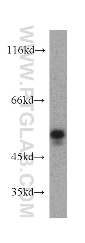 Western Blot (WB) analysis of PC-3 cells using PTP1B Polyclonal antibody (11334-1-AP)