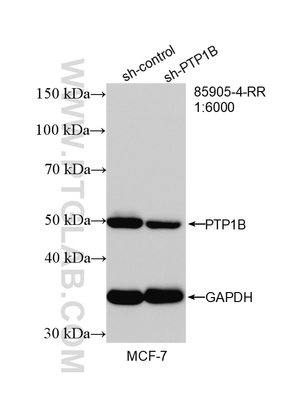 Western Blot (WB) analysis of MCF-7 cells using PTPN1/PTP1B Recombinant monoclonal antibody (85905-4-RR)