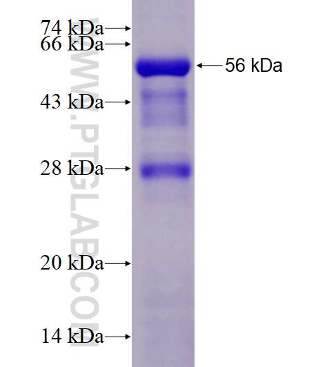 PTPN1 fusion protein Ag28381 SDS-PAGE