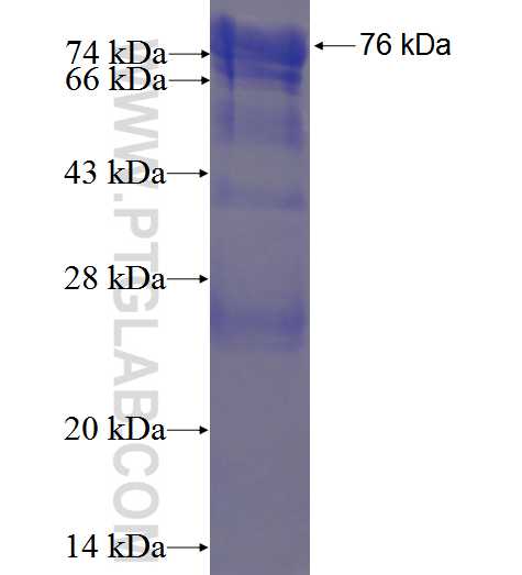 PTPN1 fusion protein Ag1878 SDS-PAGE