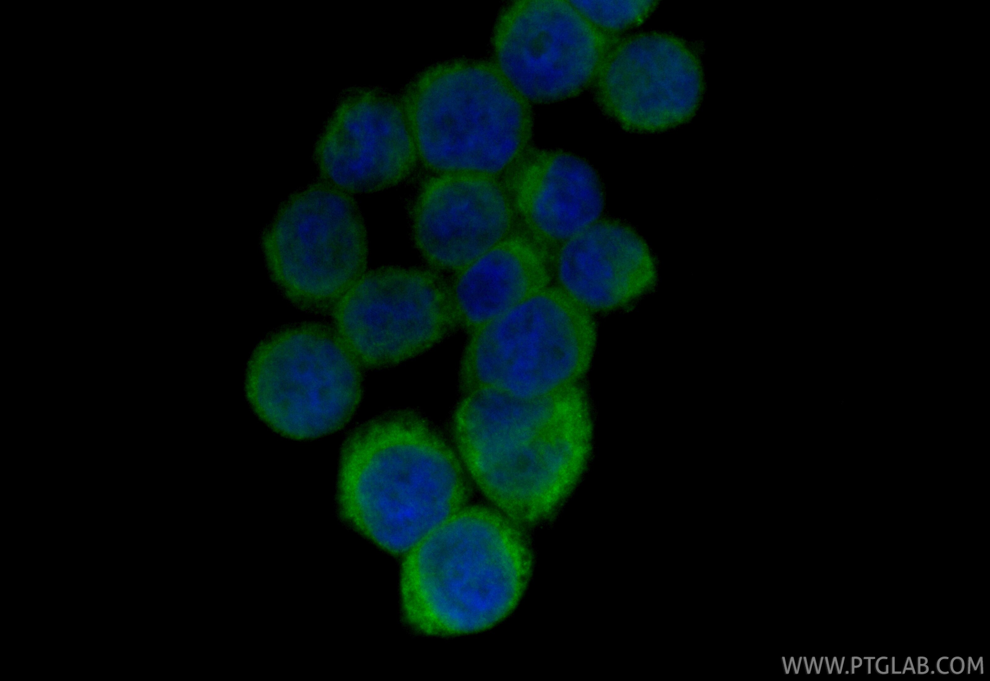 Immunofluorescence (IF) / fluorescent staining of BxPC-3 cells using CoraLite® Plus 488-conjugated PTPN1/PTP1B Recombin (CL488-85905-4)