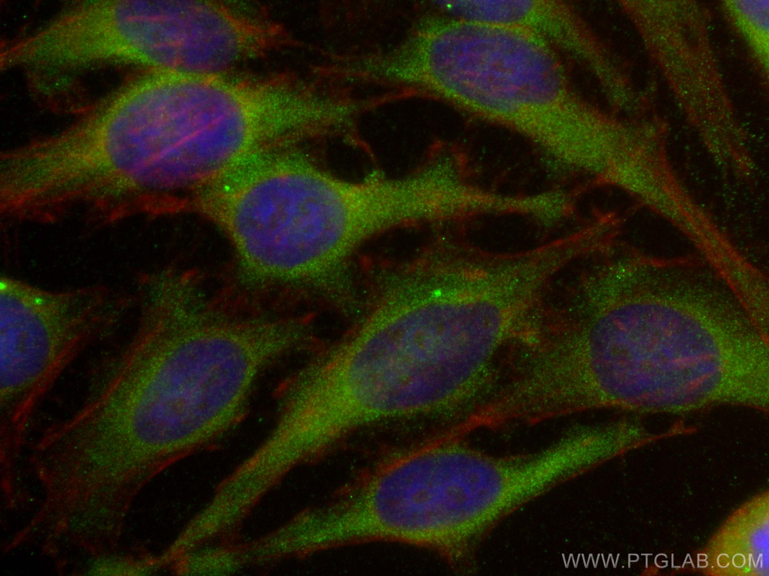 Immunofluorescence (IF) / fluorescent staining of HeLa cells using PTPN11/SHP2 Polyclonal antibody (20145-1-AP)