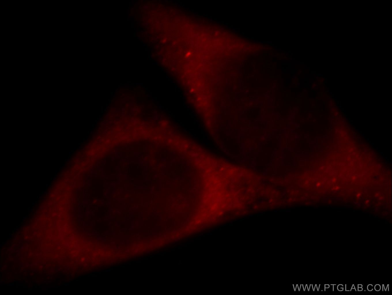 PTPN11/SHP2 Polyclonal antibody