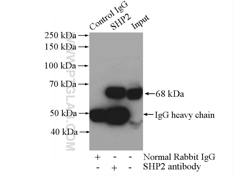 Immunoprecipitation (IP) experiment of HEK-293 cells using PTPN11/SHP2 Polyclonal antibody (20145-1-AP)