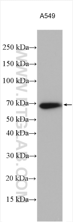 Western Blot (WB) analysis of various lysates using PTPN11/SHP2 Polyclonal antibody (20145-1-AP)