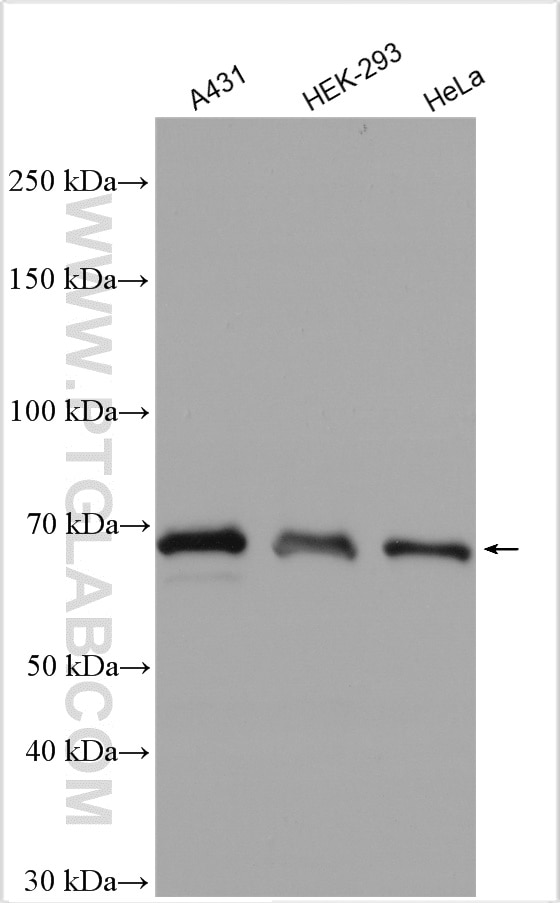 Western Blot (WB) analysis of various lysates using SHP2 Polyclonal antibody (20145-1-AP)