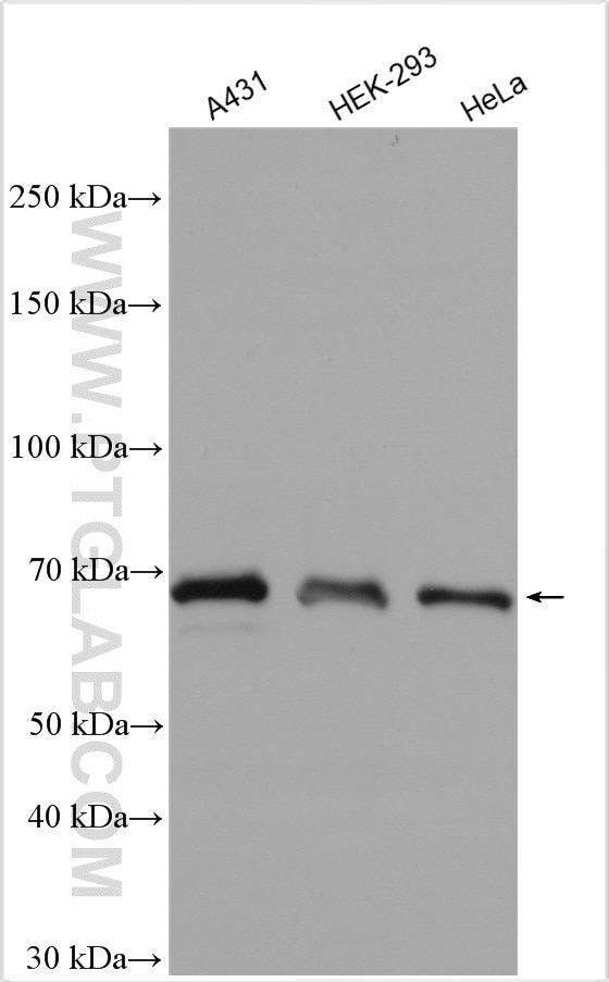 Western Blot (WB) analysis of various lysates using PTPN11/SHP2 Polyclonal antibody (20145-1-AP)