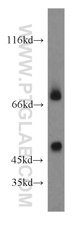 Western Blot (WB) analysis of NIH/3T3 cells using PTPN11/SHP2 Polyclonal antibody (20145-1-AP)