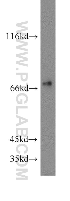 Western Blot (WB) analysis of U-937 cells using SHP2 Polyclonal antibody (20145-1-AP)