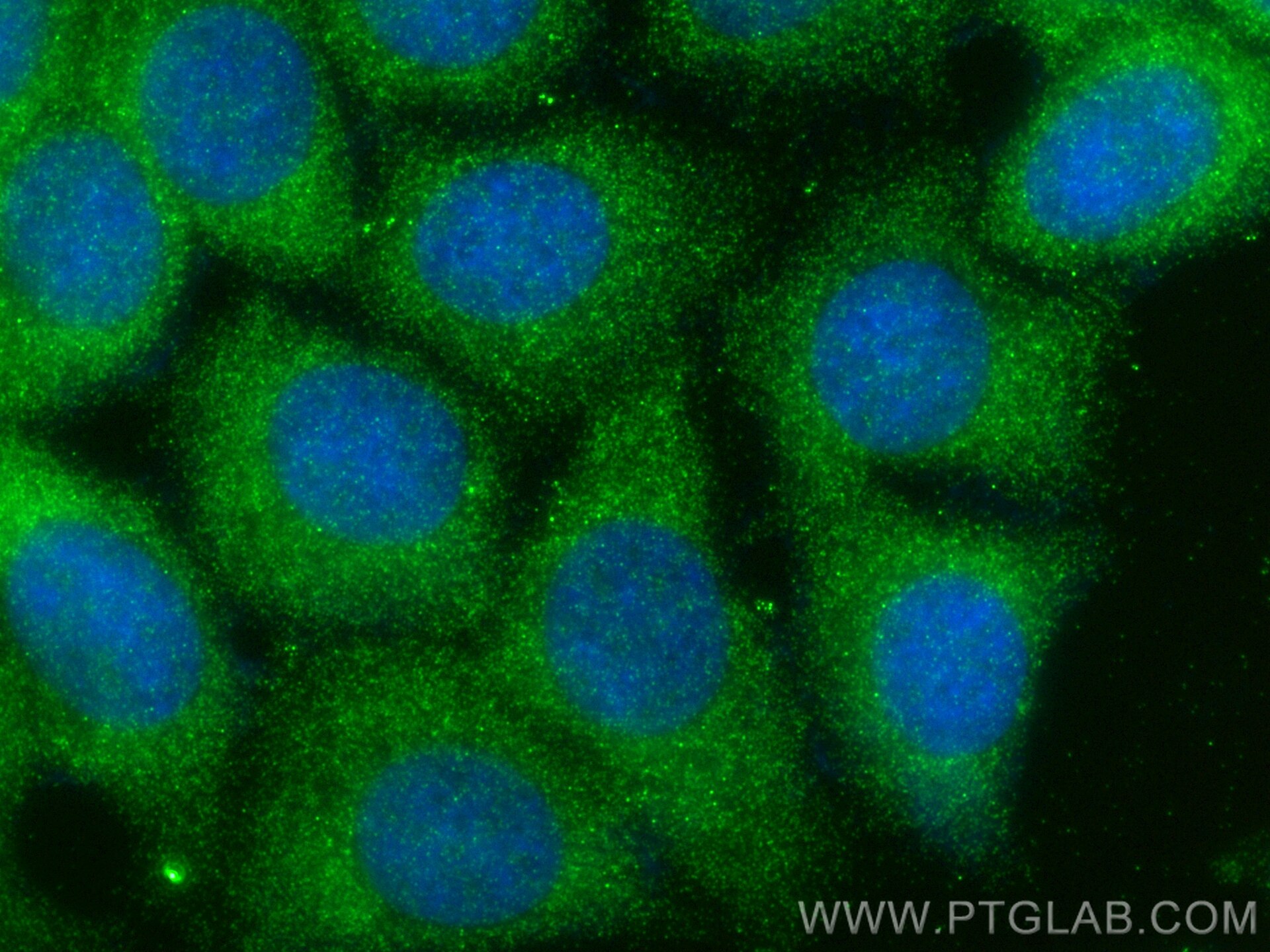 Immunofluorescence (IF) / fluorescent staining of MCF-7 cells using PTPN11/SHP2 Polyclonal antibody (24570-1-AP)