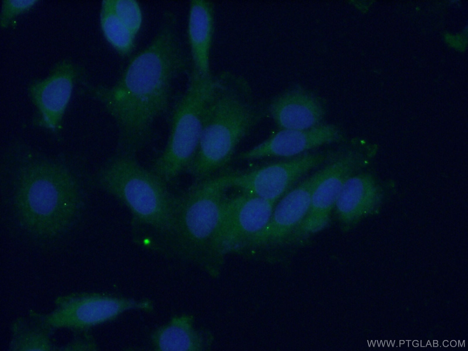 Immunofluorescence (IF) / fluorescent staining of MCF-7 cells using PTPN11 Polyclonal antibody (24570-1-AP)