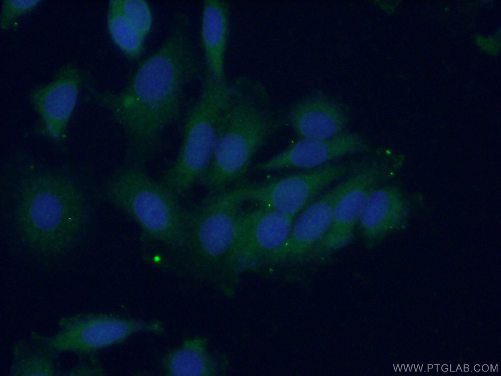 Immunofluorescence (IF) / fluorescent staining of MCF-7 cells using PTPN11/SHP2 Polyclonal antibody (24570-1-AP)