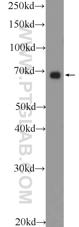 Western Blot (WB) analysis of HEK-293 cells using PTPN11 Polyclonal antibody (24570-1-AP)