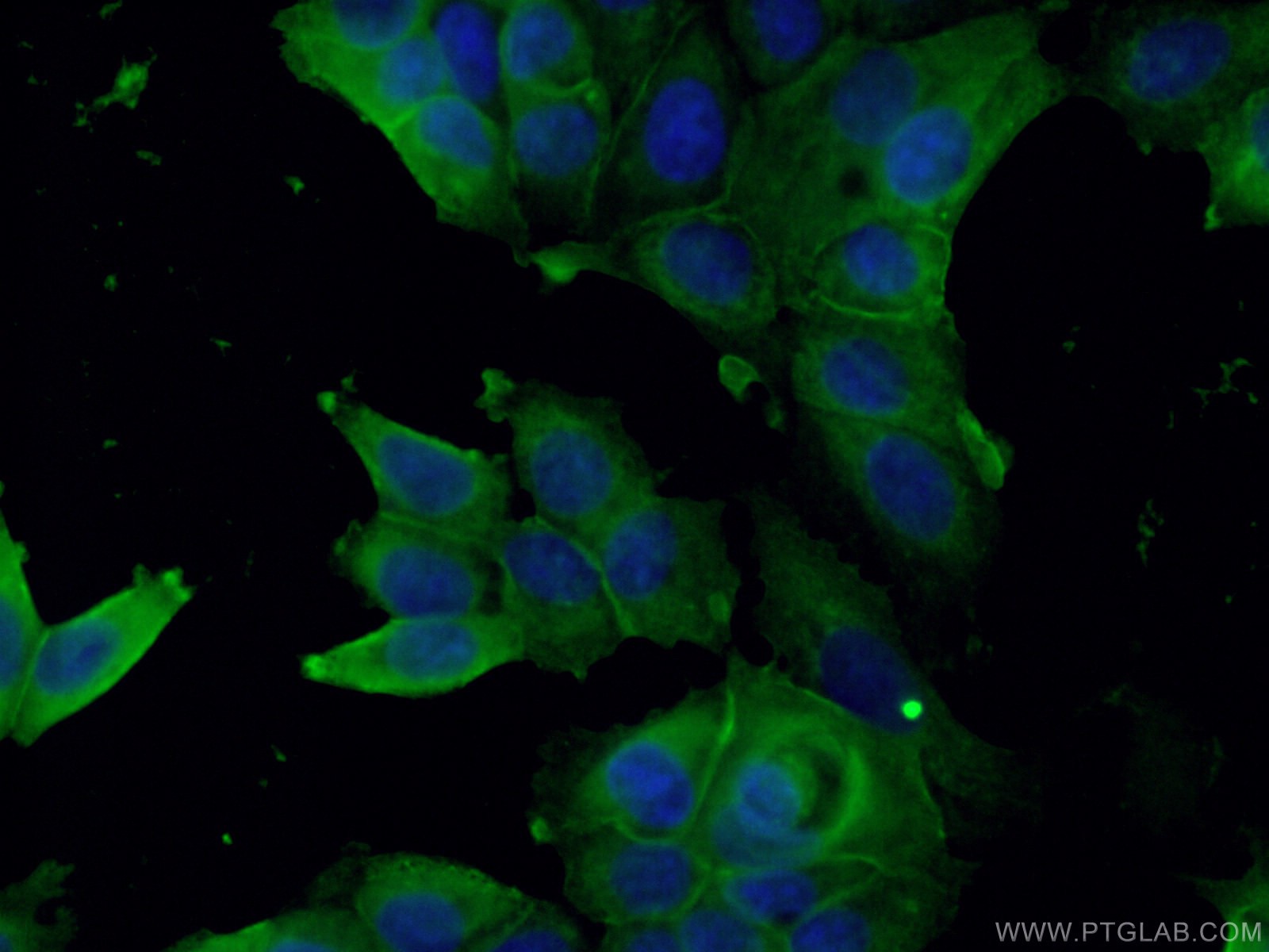Immunofluorescence (IF) / fluorescent staining of MCF-7 cells using PTPN11/SHP2 Monoclonal antibody (66795-1-Ig)