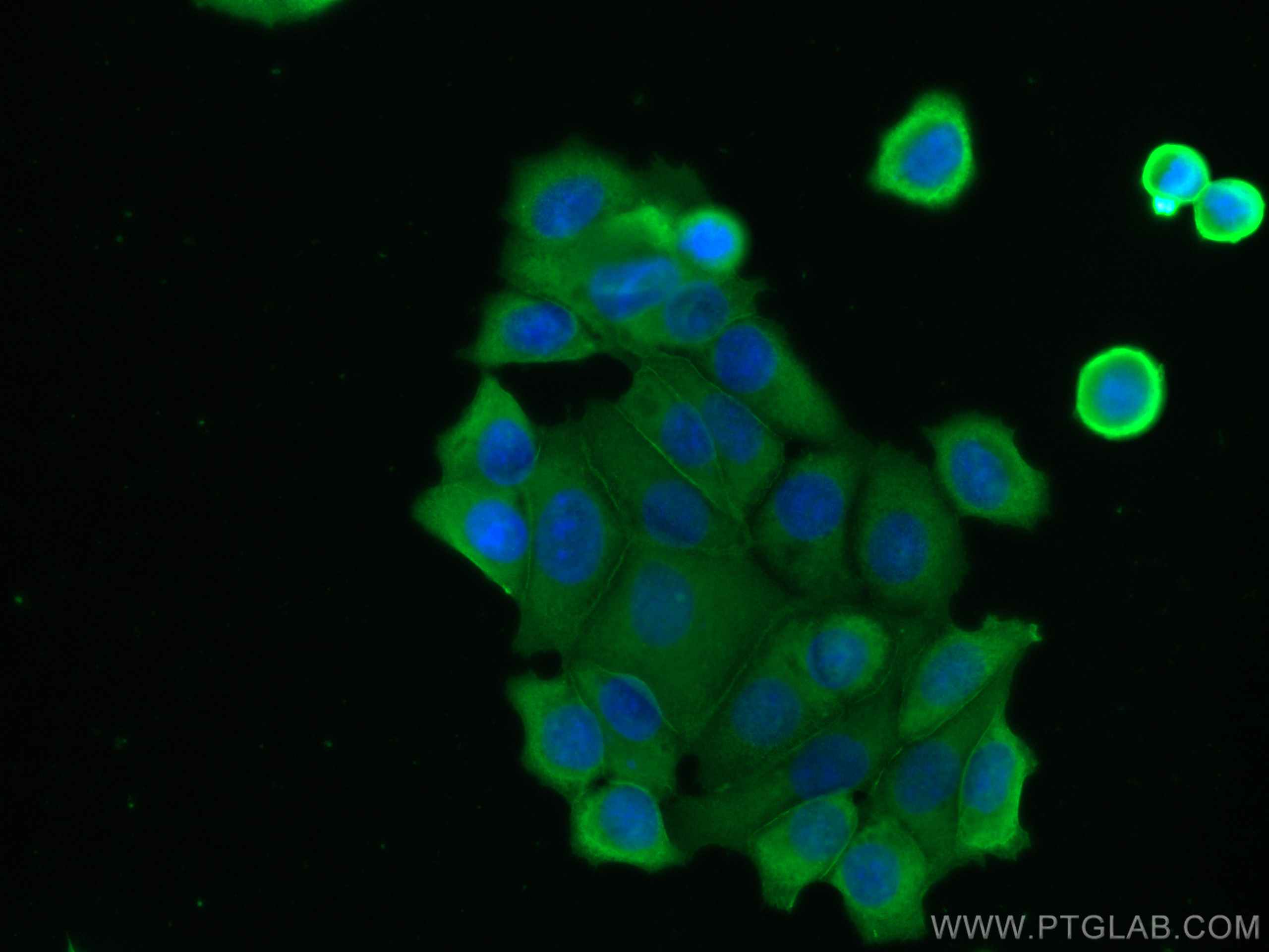 Immunofluorescence (IF) / fluorescent staining of MCF-7 cells using PTPN11 Monoclonal antibody (66795-1-Ig)