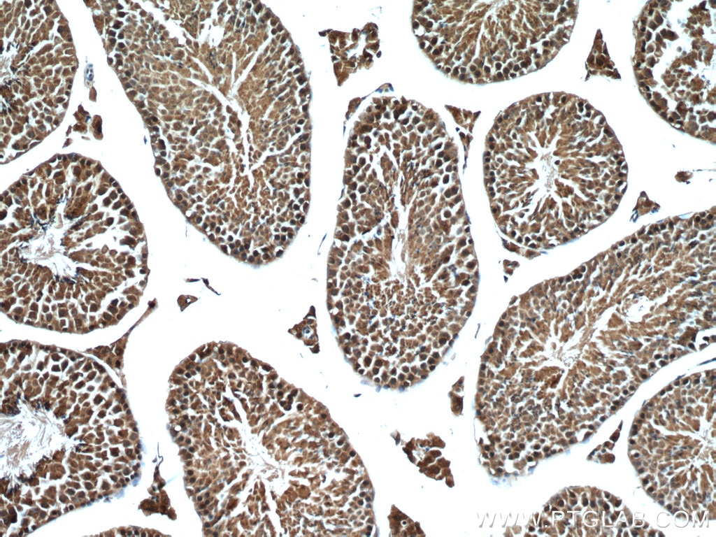 Immunohistochemistry (IHC) staining of mouse testis tissue using SHP2 Monoclonal antibody (66795-1-Ig)