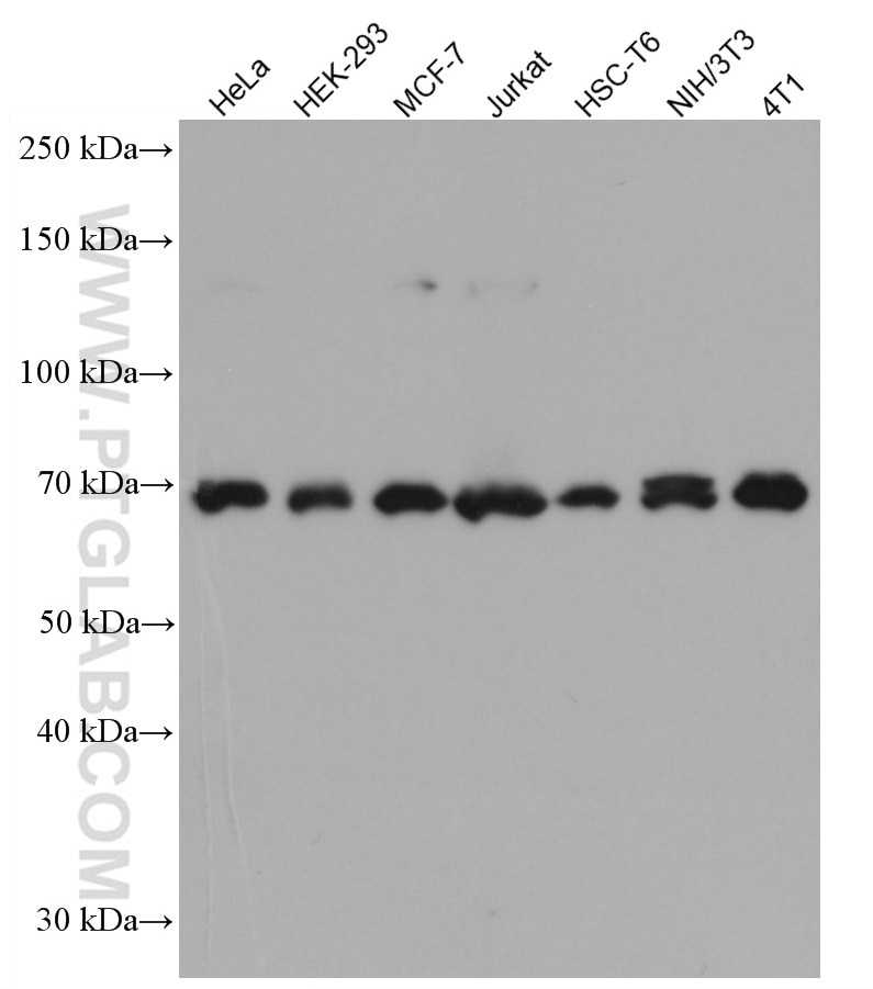 Western Blot (WB) analysis of various lysates using PTPN11/SHP2 Monoclonal antibody (66795-1-Ig)