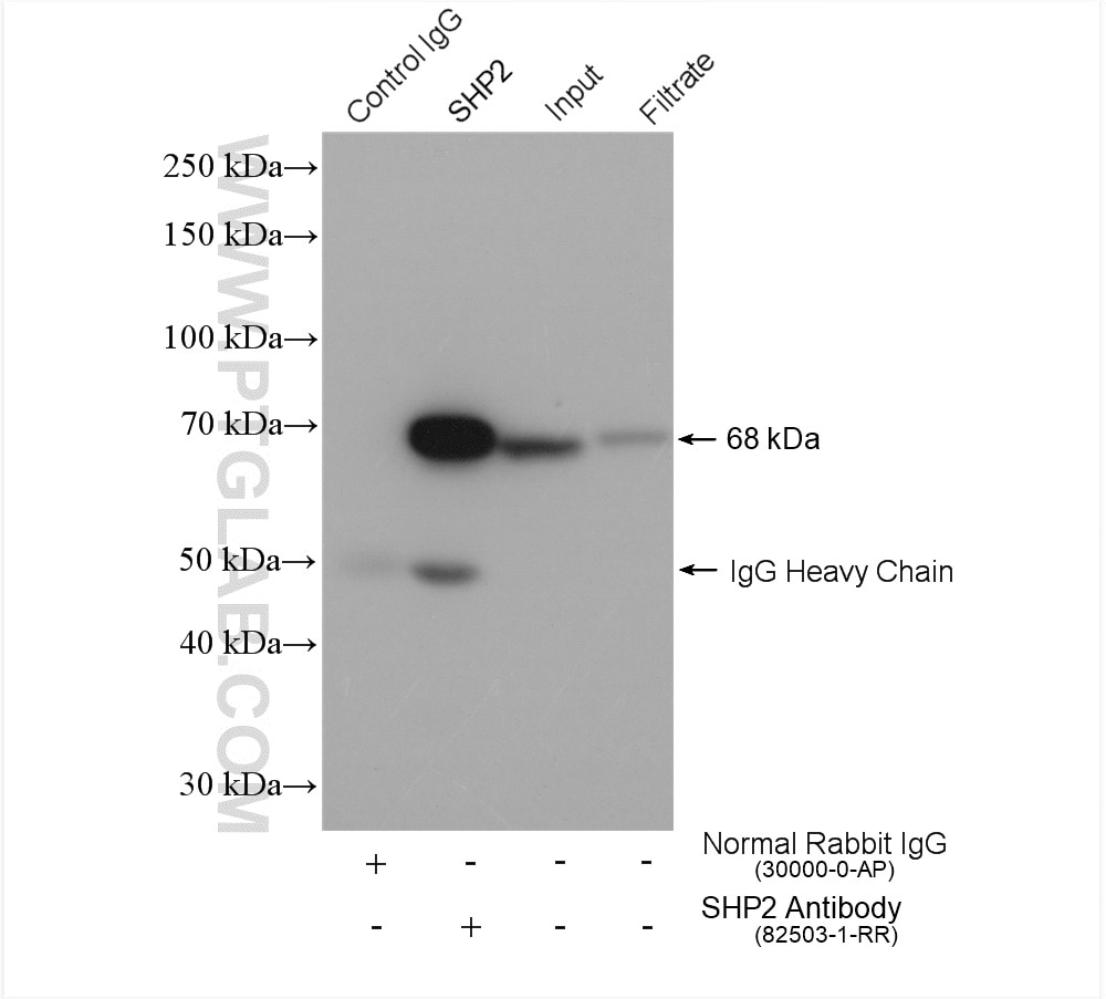 Immunoprecipitation (IP) experiment of HEK-293 cells using PTPN11/SHP2 Recombinant antibody (82503-1-RR)