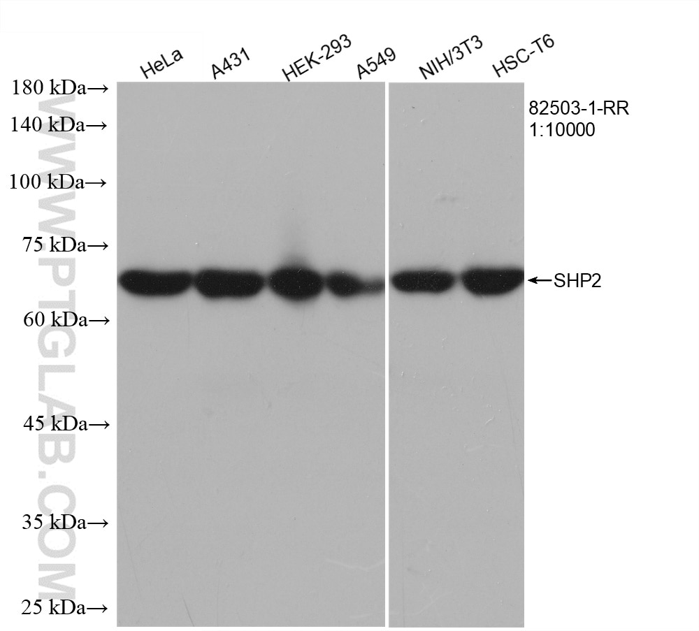 Western Blot (WB) analysis of various lysates using PTPN11/SHP2 Recombinant antibody (82503-1-RR)