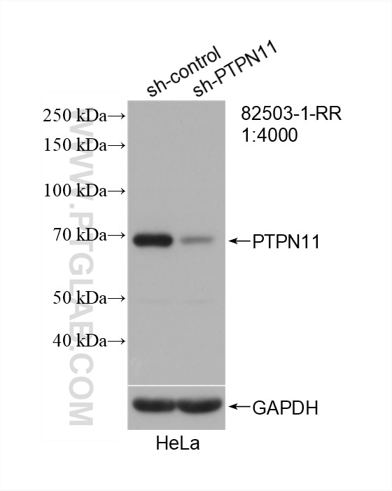 Western Blot (WB) analysis of HeLa cells using PTPN11/SHP2 Recombinant antibody (82503-1-RR)