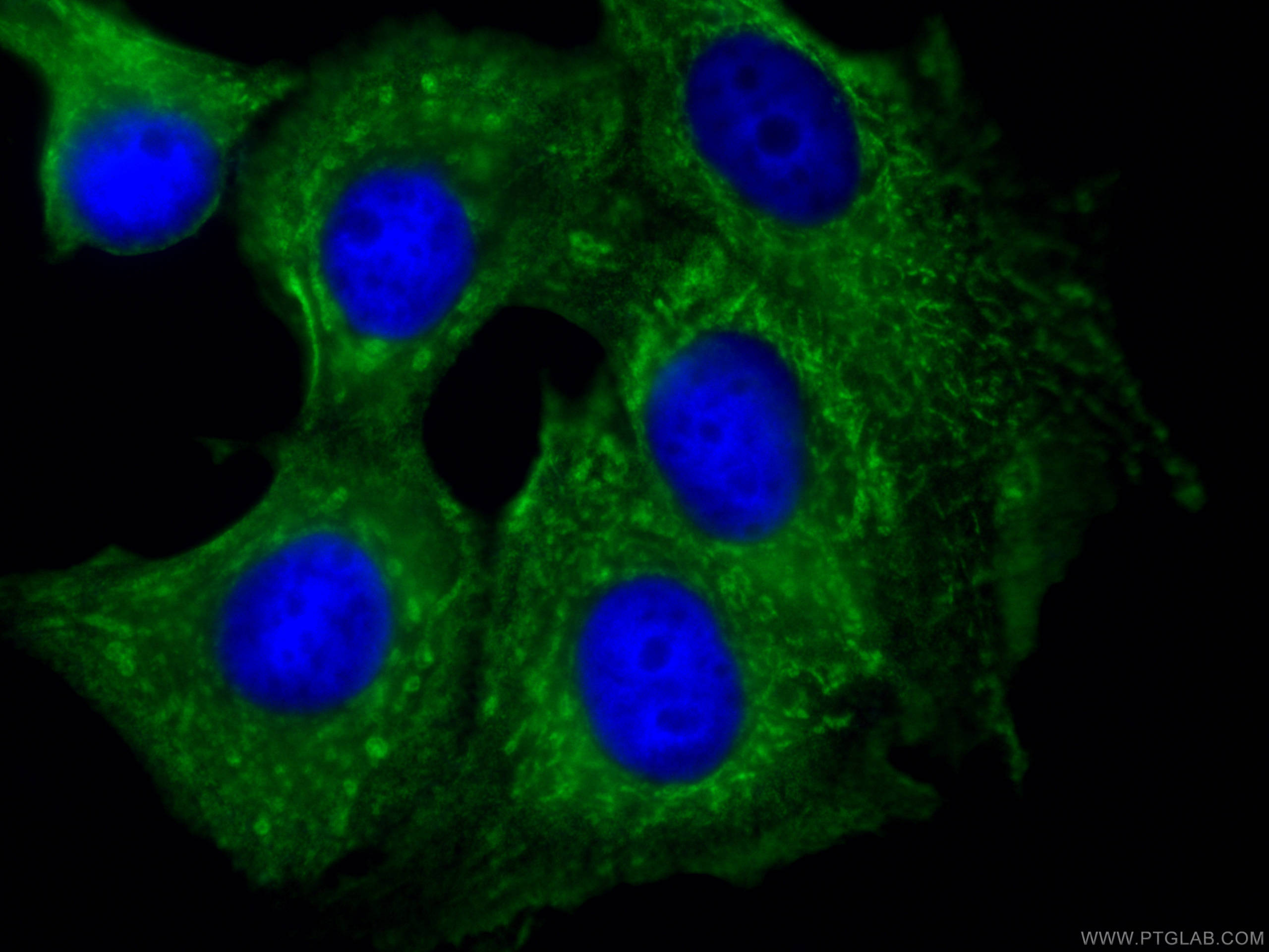 Immunofluorescence (IF) / fluorescent staining of MCF-7 cells using CoraLite® Plus 488-conjugated PTPN11/SHP2 Monoclon (CL488-66795)