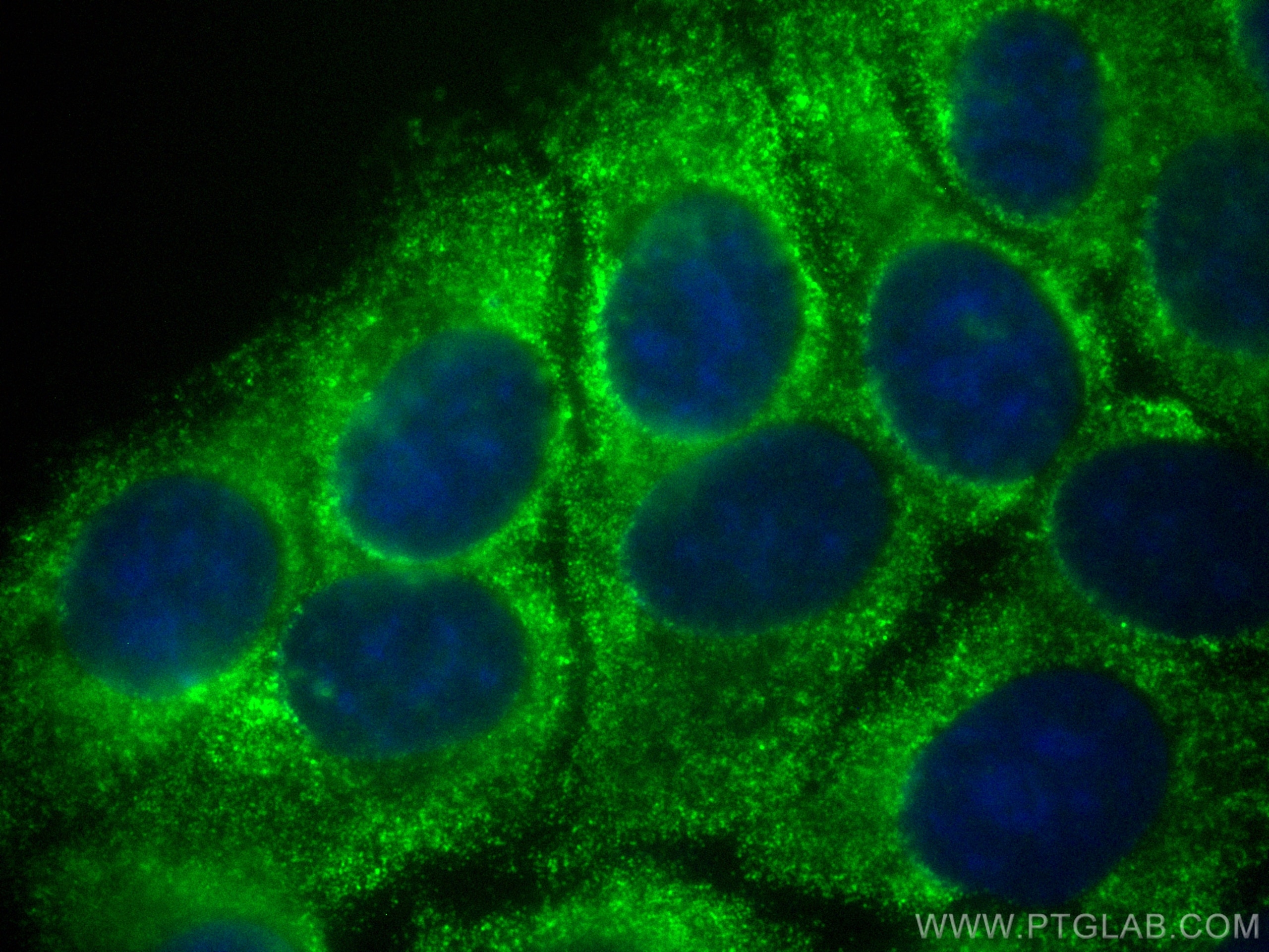 Immunofluorescence (IF) / fluorescent staining of MCF-7 cells using CoraLite® Plus 488-conjugated PTPN11/SHP2 Monoclon (CL488-66795)