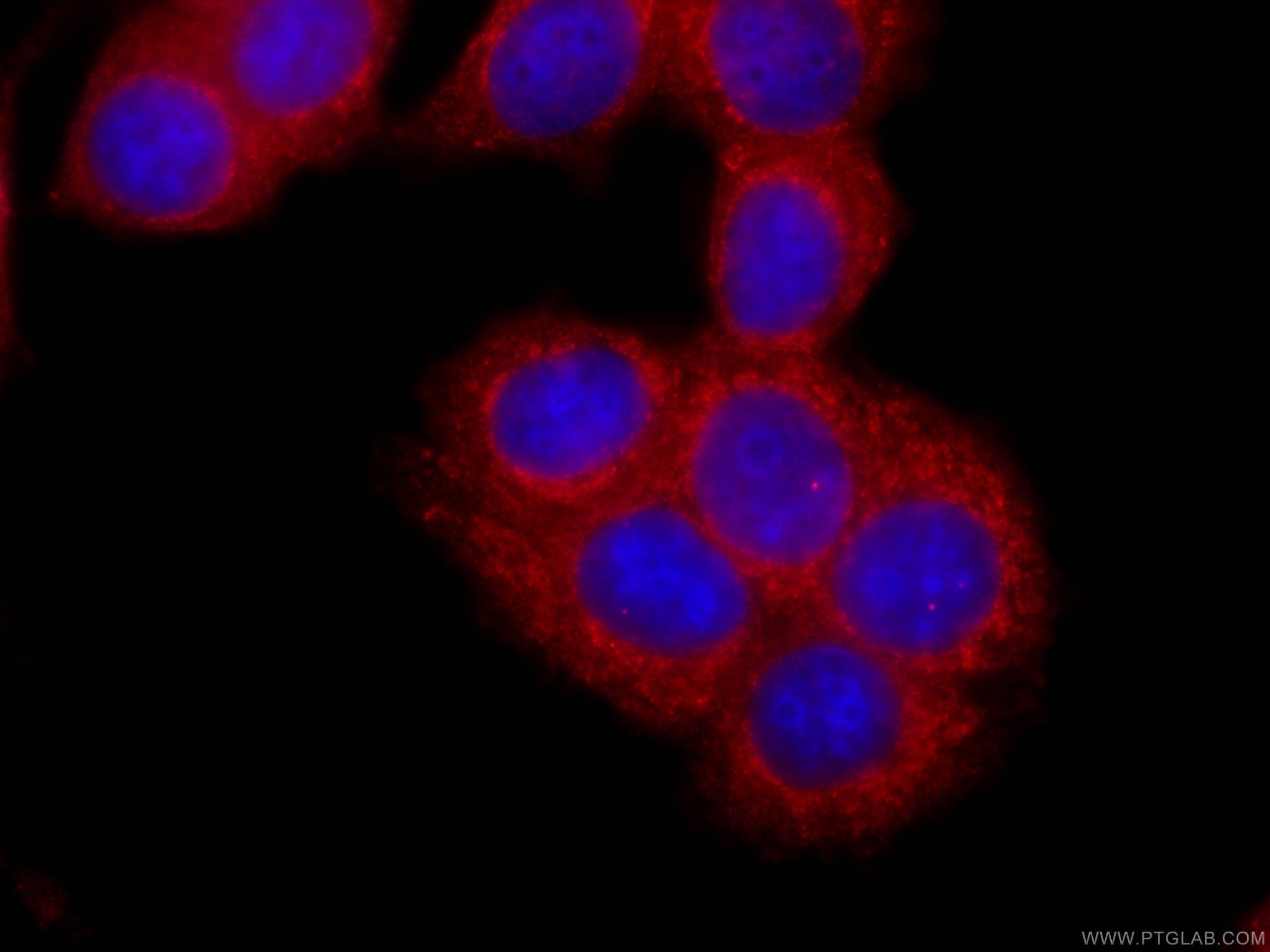 Immunofluorescence (IF) / fluorescent staining of MCF-7 cells using CoraLite®594-conjugated PTPN11/SHP2 Monoclonal ant (CL594-66795)