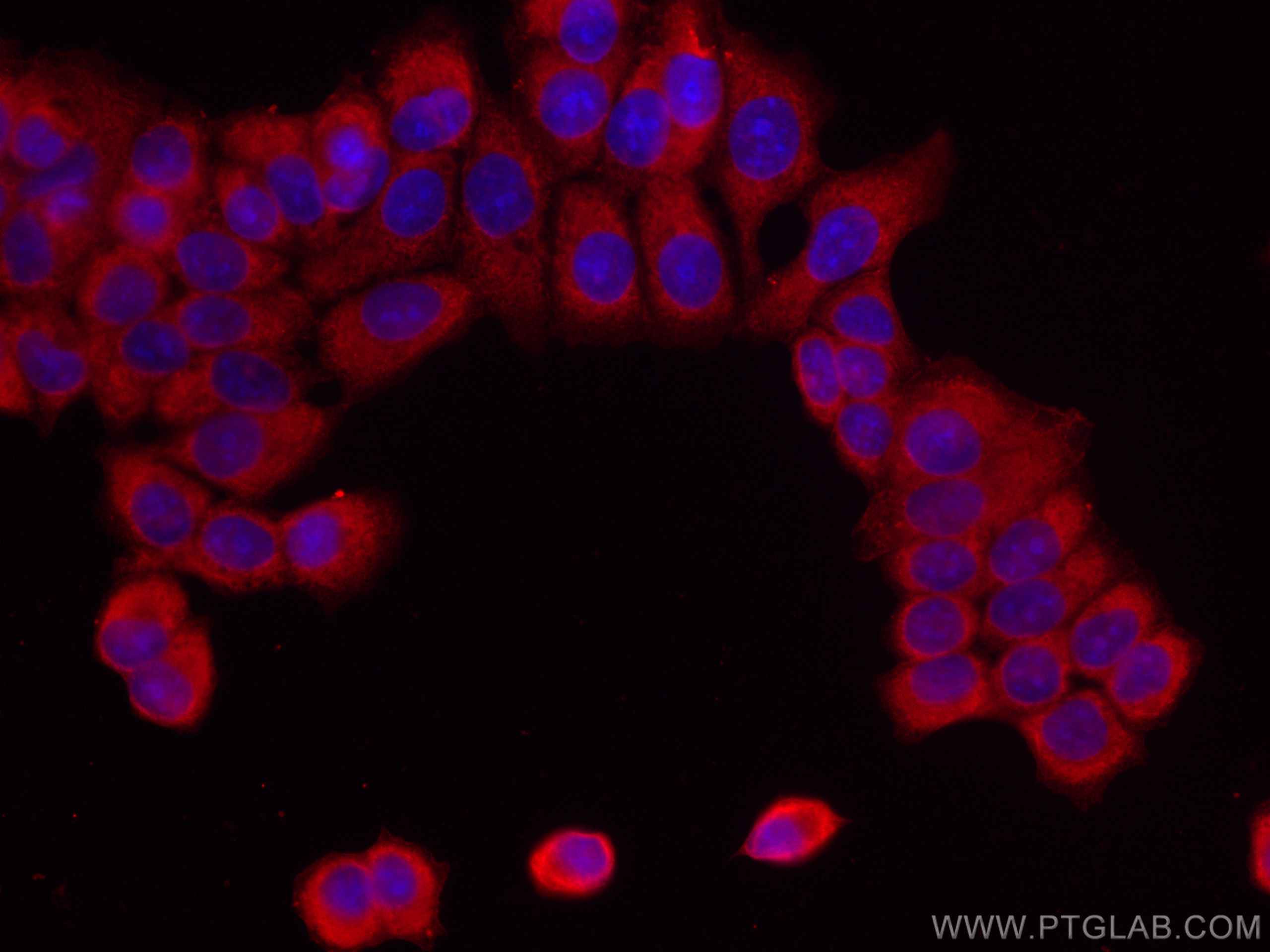 Immunofluorescence (IF) / fluorescent staining of MCF-7 cells using CoraLite®594-conjugated PTPN11/SHP2 Monoclonal ant (CL594-66795)