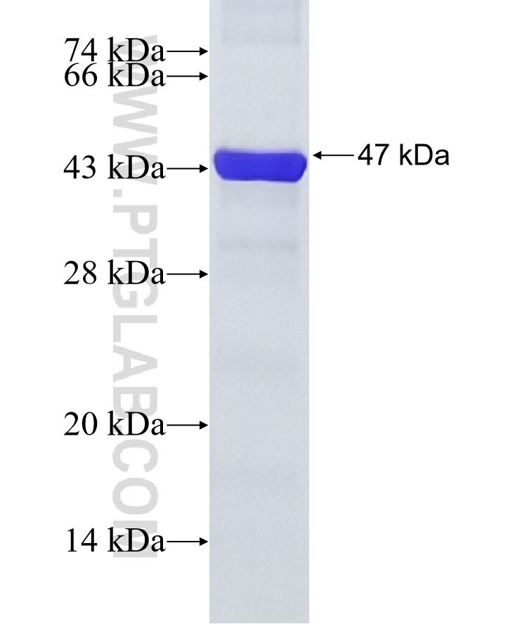 PTPN11 fusion protein Ag13649 SDS-PAGE