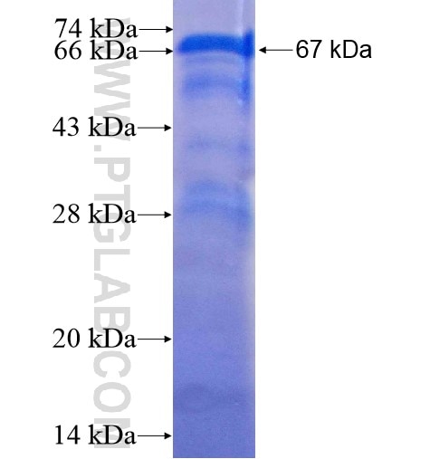 PTPN11 fusion protein Ag13660 SDS-PAGE