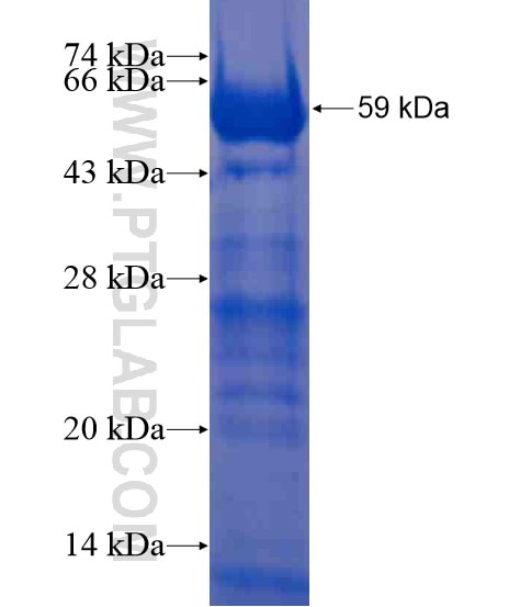 PTPN11 fusion protein Ag21472 SDS-PAGE