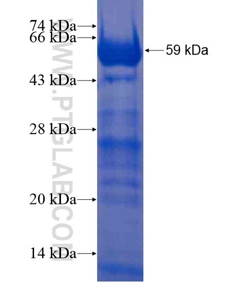 PTPN11 fusion protein Ag21472 SDS-PAGE