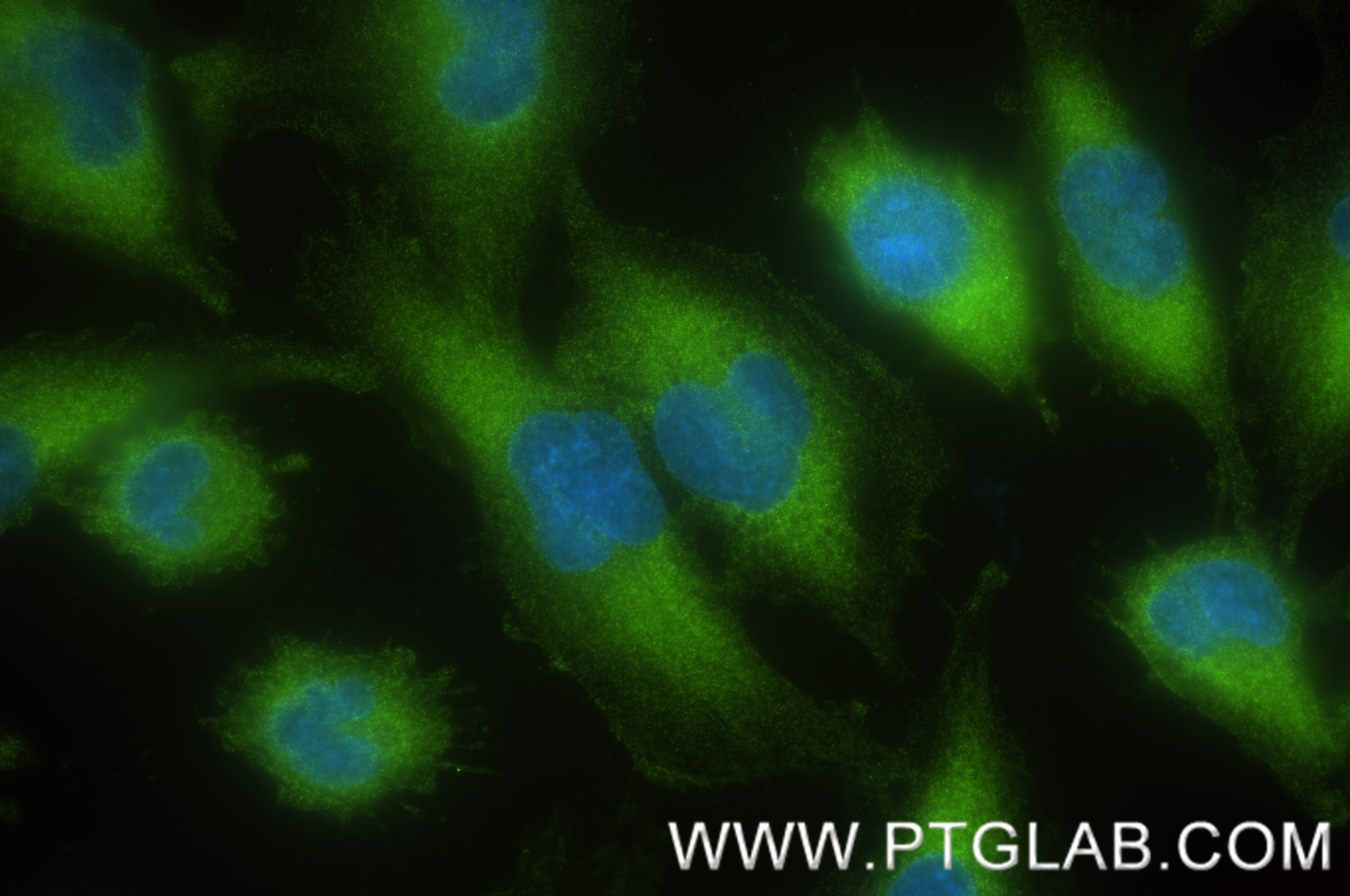 Immunofluorescence (IF) / fluorescent staining of U-251 cells using PTPN12 Recombinant antibody (83851-6-RR)