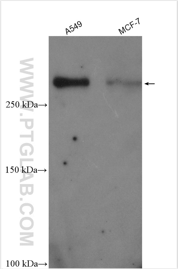 Western Blot (WB) analysis of various lysates using PTPN13 Polyclonal antibody (25944-1-AP)