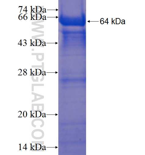 PTPN13 fusion protein Ag22854 SDS-PAGE