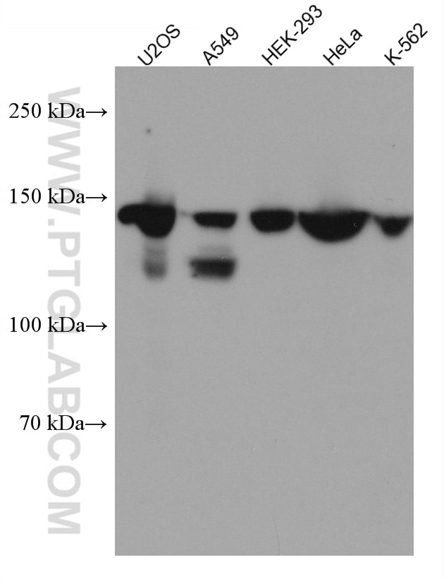 Western Blot (WB) analysis of various lysates using PTPN14 Monoclonal antibody (67744-1-Ig)